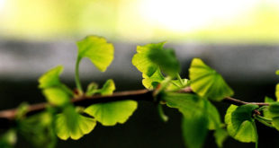 Ginkgo-Ratgeber: Herkunft, Wirkungsweise & Produkte