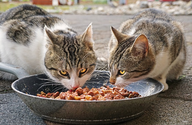 Artgerechtes Katzenfutter kaufen: 3 wichtige Tipps